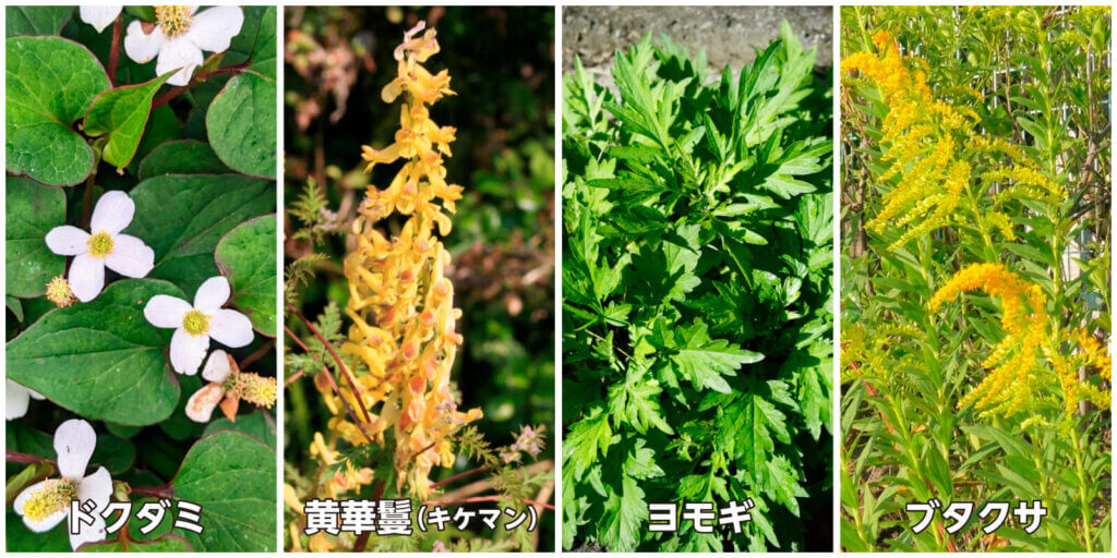 臭いのキツイ草やアレルゲンになる草